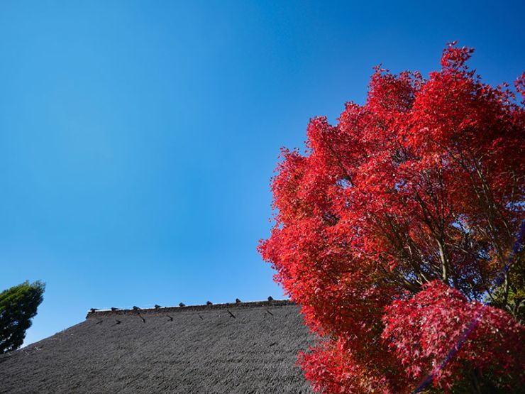 紅葉と青空